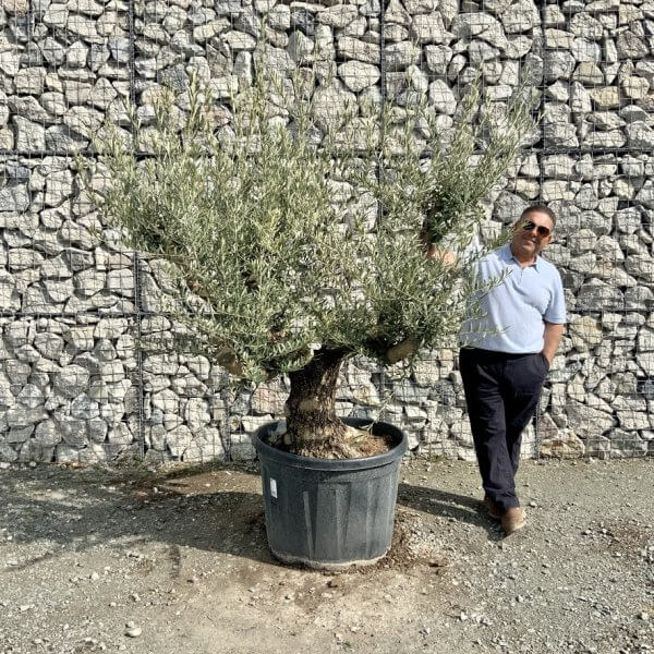Gnarled Olive Tree Multi Stem Thick XL G307 - 8421BD12 F987 4F17 9502 0E8C010E5538 1 105 c