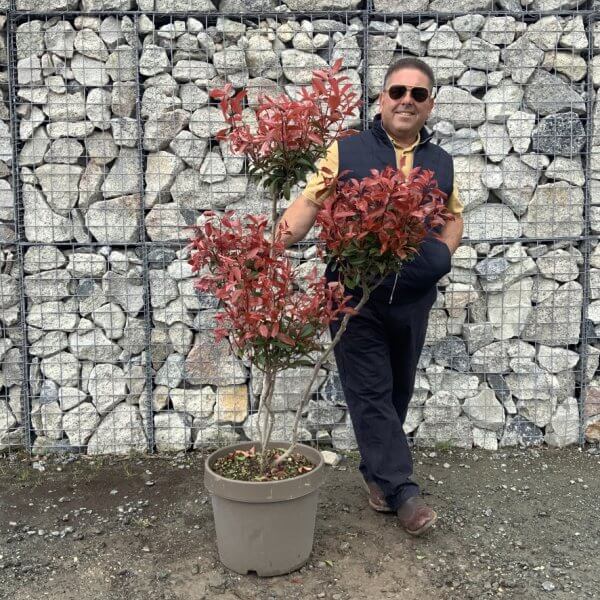 Photinia Nana (Little Red Robin) Pom Pom G347 - 85E2ABB6 13B8 4812 9963 A23716399C72 1 105 c 1