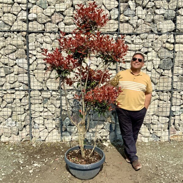 Photinia Nana (Little Red Robin) Pom Pom G410 - 874B63D2 EDCC 4C3C 9675 8EF2A7CE3201 1 105 c