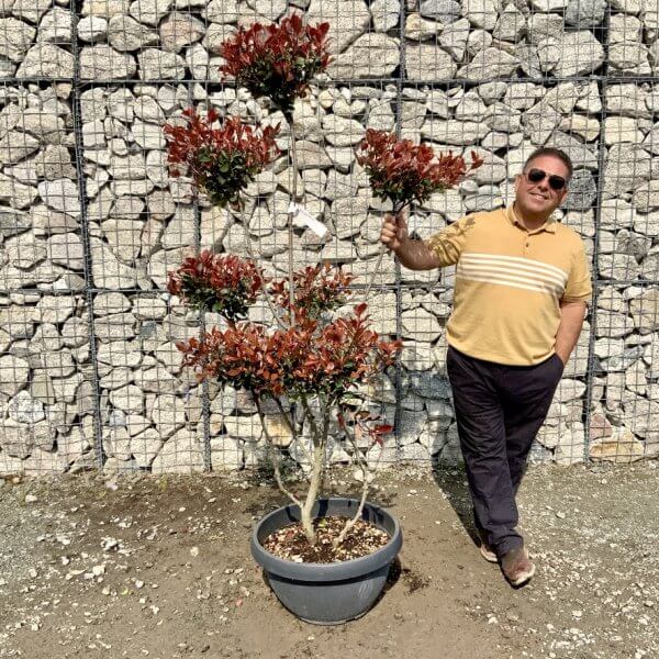 Photinia Nana (Little Red Robin) Pom Pom G437 - 878E8FA8 2916 4116 9C16 FFB4A5ED3499 1 105 c