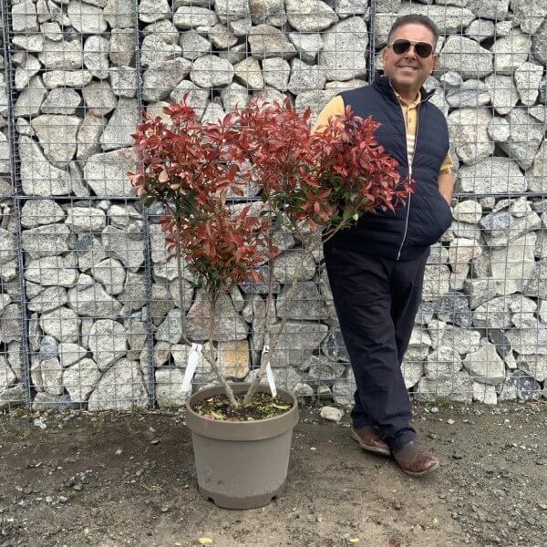 Photinia Nana (Little Red Robin) Pom Pom G368 - 87B51117 0E48 408D 8B7C 033D5B000F22 1 105 c