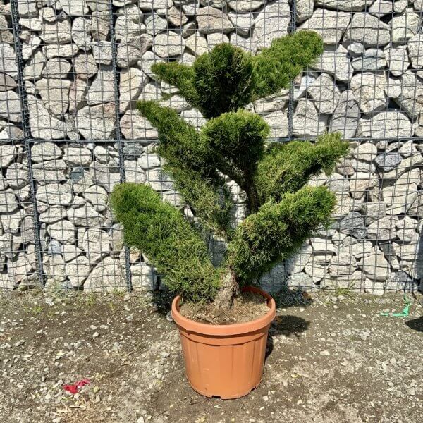 Juniperus Media Mint Julip Cloud Tree G534 - 88892AF2 16AA 40C1 A29D C4F81B290375 1 105 c