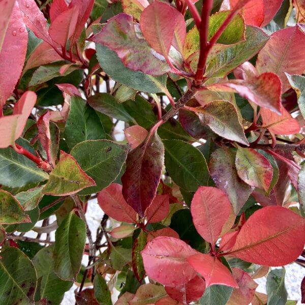 Red Robin x Fraseri 1.40-1.50M 'Photinia Nana/ Little Red Robin' Half Standard - 89A37948 1D47 4CBB B3E6 578004ADC64E scaled