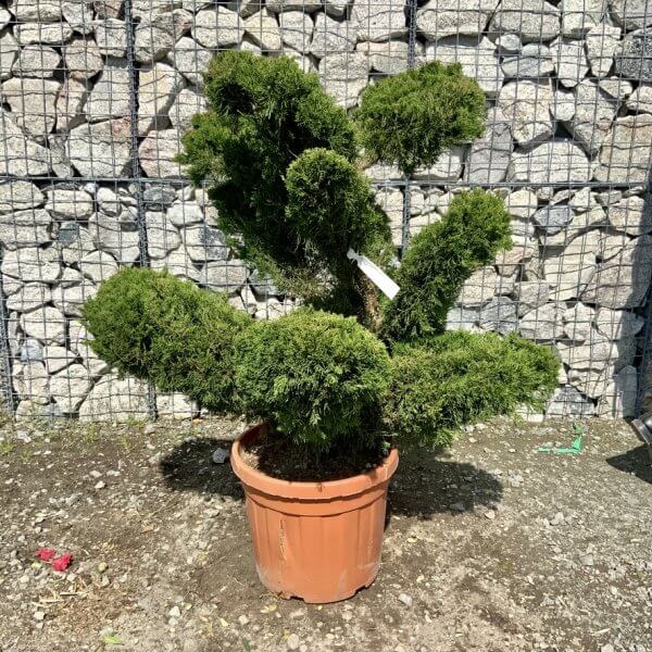 Juniperus Media Mint Julip Cloud Tree G536 - 8ADDF427 2537 474C 9506 A194621A2C4A 1 105 c