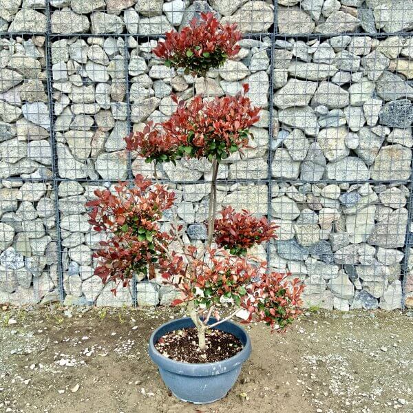 Photinia Nana (Little Red Robin) Pom Pom G388 - 8CC2EFFC 5E04 4D03 8675 5C00F18020AA scaled