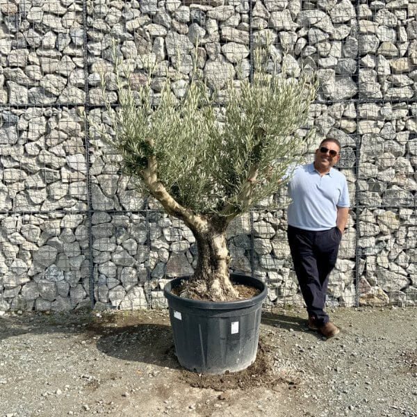 Gnarled Olive Tree Multi Stem Thick XL G303 - 9104B346 E077 48B9 AC25 727B11C5DAD2 1 105 c