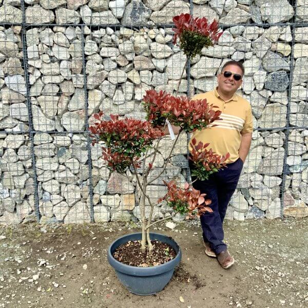 Photinia Nana (Little Red Robin) Pom Pom G441 - 92A8702C 1720 4560 A49C 936F33AA74D4 1 105 c