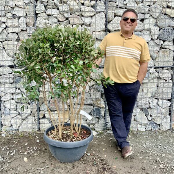 G457 Feijoa Sellowiana Floating Cloud Tree (Pineapple Guava)
