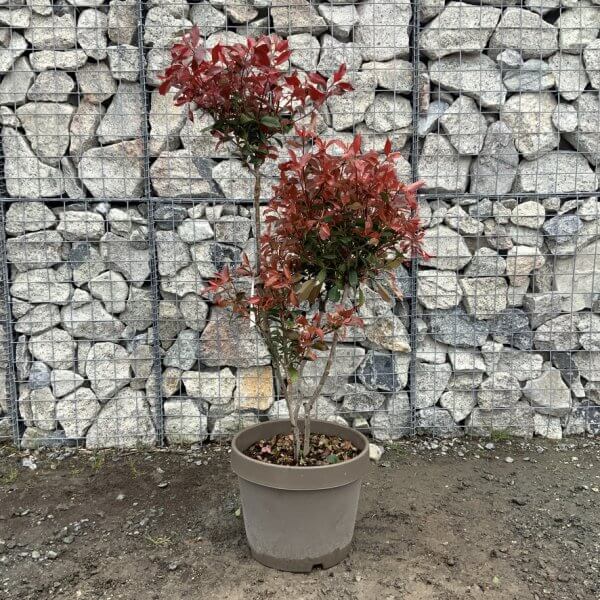 Photinia Nana (Little Red Robin) Pom Pom G369 - 943897BC 755A 4381 BDF5 2739816B015D 1 105 c