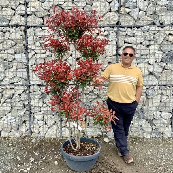 Photinia Nana (Little Red Robin) Pom Pom G430 - 9504E848 F5DD 4941 93AB DA559B005B80 1 105 c