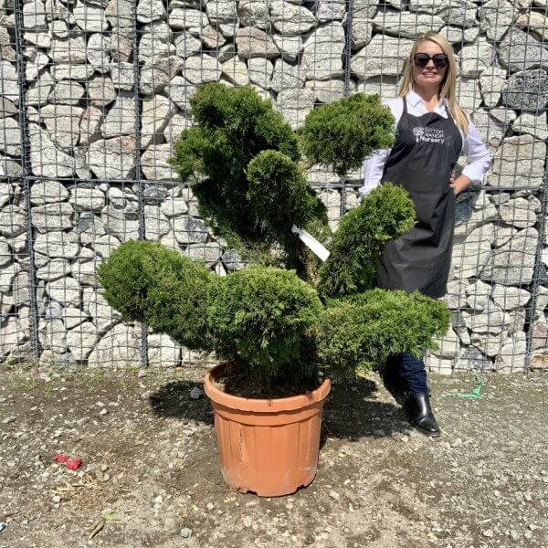 Juniperus Media Mint Julip Cloud Tree G536 - 96A0F460 05E4 4AF9 908B 2EF1805D6A67 1 105 c