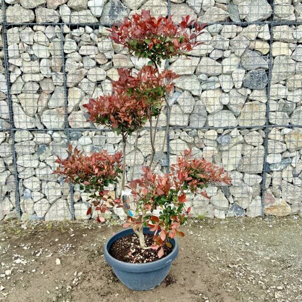 Photinia Nana (Little Red Robin) Pom Pom G428 - 97FECF75 F7A2 47B0 A5EF B4F9644D5E30 1 105 c