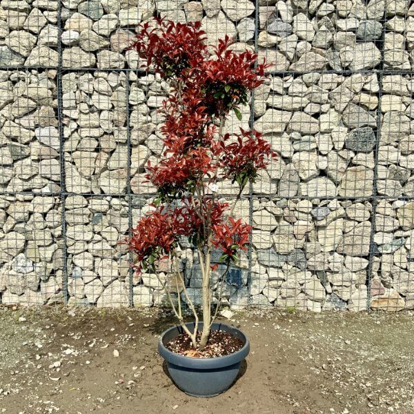 Photinia Nana (Little Red Robin) Pom Pom G418 - 9830D607 AD0E 4BAB B7EB A075DFCD21D9 1 105 c