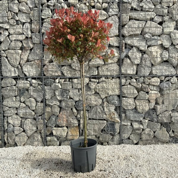 Red Robin x Fraseri 1.40-1.50M 'Photinia Nana/ Little Red Robin' Half Standard - 9848374D 043B 48CE 8AD8 9FD8B6A6FB23 1 scaled