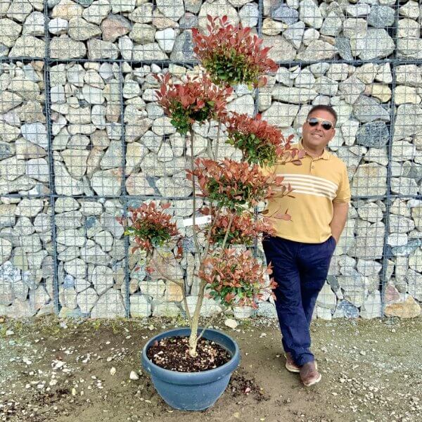 Photinia Nana (Little Red Robin) Pom Pom G446 - 98A877FE C88B 4AD9 A7A8 00E897926F72 1 105 c