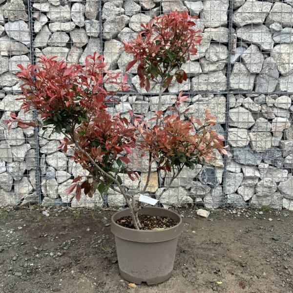 Photinia Nana (Little Red Robin) Pom Pom G370 - 98BC791E EDE9 49E5 86BE DDED3EA7D7FF 1 105 c