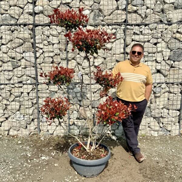 Photinia Nana (Little Red Robin) Pom Pom G404 - 9A4853E7 F464 4E2F B282 A0001C1662CC 1 105 c