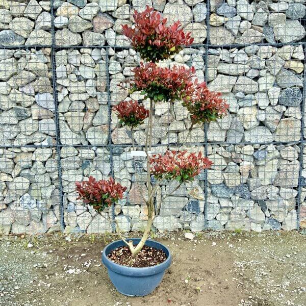 Photinia Nana (Little Red Robin) Pom Pom G389 - 9C1617CE C62D 4506 BCD0 ACC4C71813D0 scaled