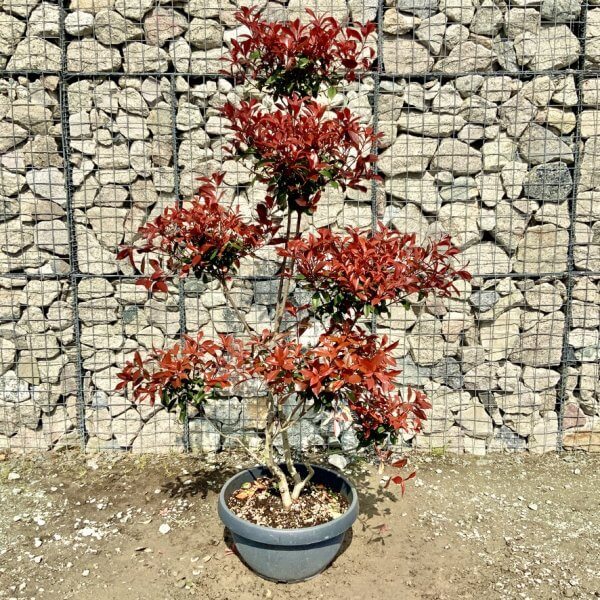 Photinia Nana (Little Red Robin) Pom Pom G409 - 9C9318B3 FBB3 4222 9B9E 59E838BC9128 1 105 c