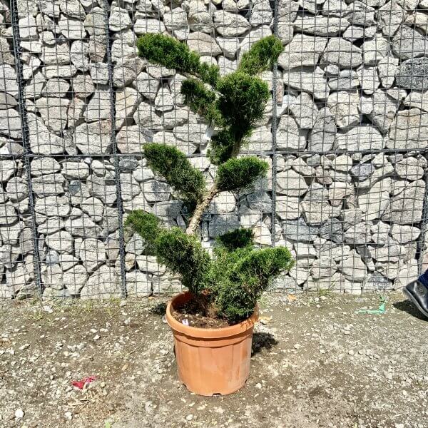 Juniperus Media Mint Julip Cloud Tree G528 - 9CA4320D B62C 464A 9B67 C278944B4895 scaled