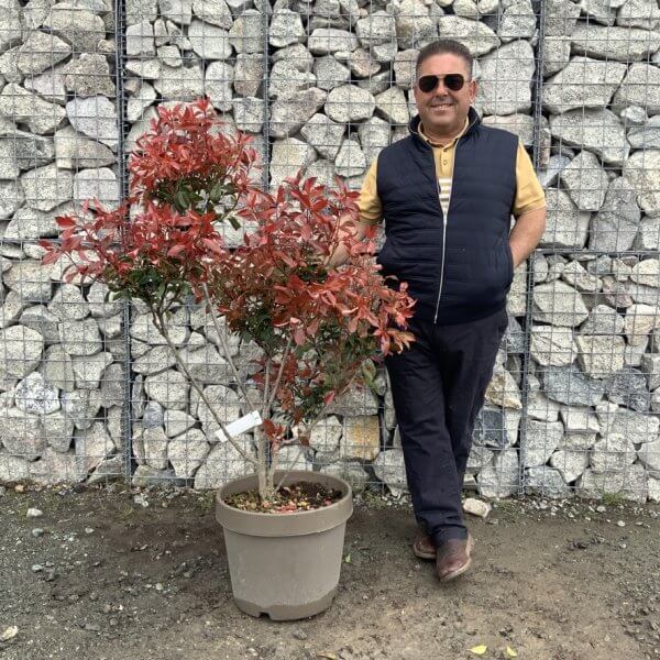 Photinia Nana (Little Red Robin) Pom Pom G377 - 9CBDFBF9 4F4F 4613 82F8 2C8071311CE5 1 105 c