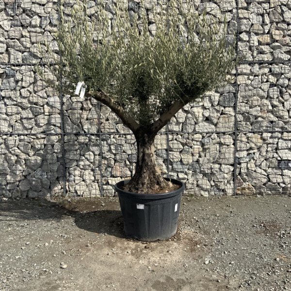 Gnarled Olive Tree Multi Stem Thick XL G312 - 9CCBA77E 7A68 4537 A2C3 F78AA0537411 1 105 c