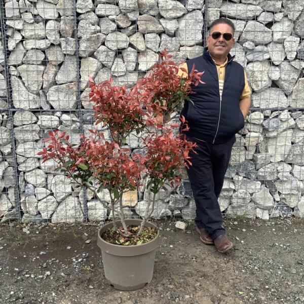 Photinia Nana (Little Red Robin) Pom Pom G343