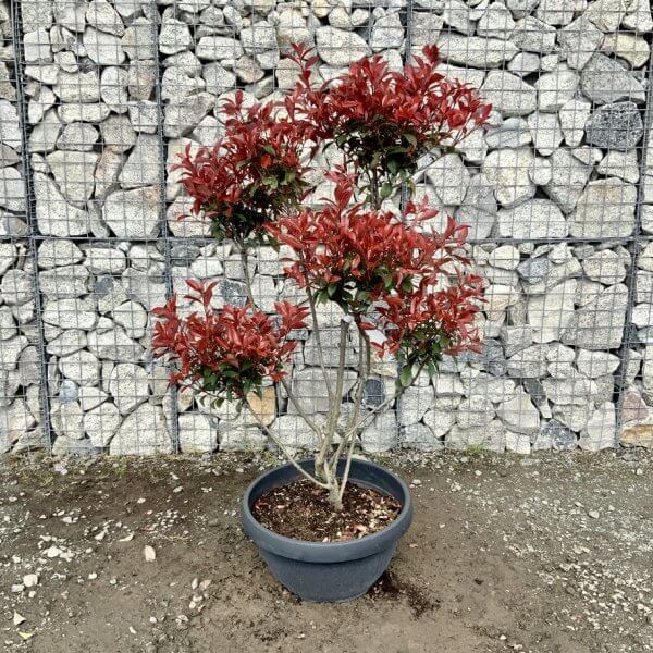 Photinia Nana (Little Red Robin) Pom Pom G427 - 9D90D537 E723 45D8 A5B3 AC14371D9B1A 1 105 c