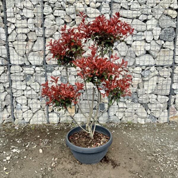 Photinia Nana (Little Red Robin) Pom Pom G427 - 9D90D537 E723 45D8 A5B3 AC14371D9B1A 1 105 c