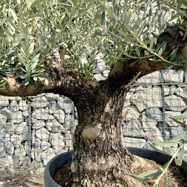 Gnarled Olive Tree Multi Stem Thick XL G307 - 9EE0BB4F 6497 4A55 A1E7 68C6E03E5897 1 105 c