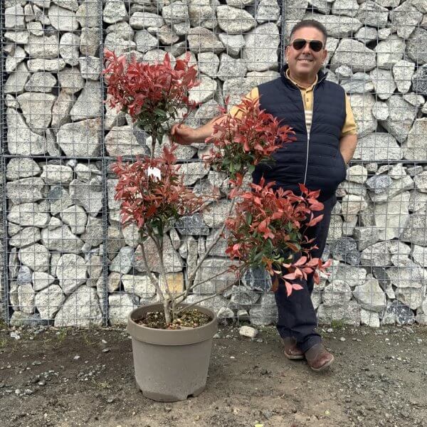 Photinia Nana (Little Red Robin) Pom Pom G361 - A0FDC36F 498A 4D9B 9952 CDAC10647827 1 105 c