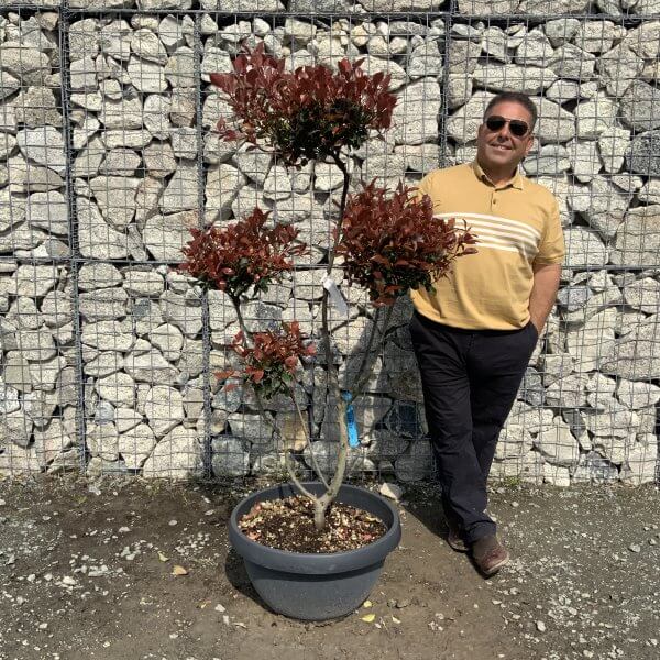 Photinia Nana (Little Red Robin) Pom Pom G382 - A21B792F F0B7 4FC2 96D8 A49E2524A15E scaled