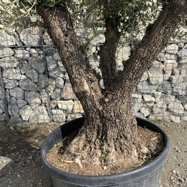 Gnarled Olive Tree Multi Stem Thick XL G310 - A21E0701 2499 47E2 9376 15CB55195746 1 105 c