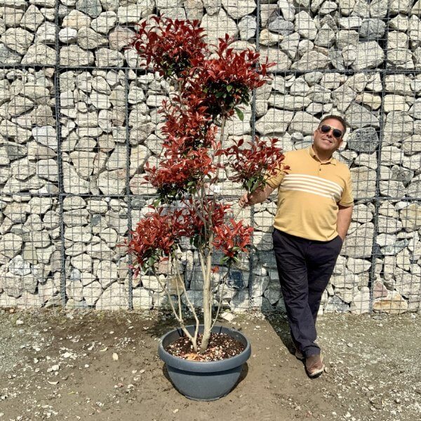 Photinia Nana (Little Red Robin) Pom Pom G418 - A349285A C67B 402E 9D23 D588C8C33165 1 105 c