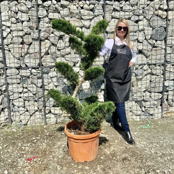 Juniperus Media Mint Julip Cloud Tree G528 - A389363F 56D1 46CD B46F 70E278F83670 scaled