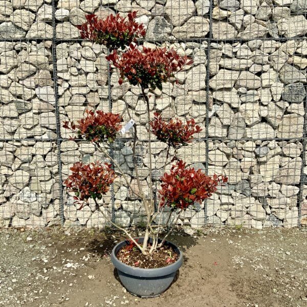 Photinia Nana (Little Red Robin) Pom Pom G404 - A6950F31 C115 408B A83A 44CAD6F060DE 1 105 c