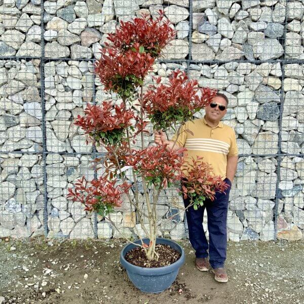 Photinia Nana (Little Red Robin) Pom Pom G444 - A780C992 1BDC 4FCE BB80 59B20A46CEB8 1 105 c