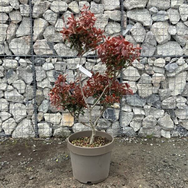 Photinia Nana (Little Red Robin) Pom Pom G358 - A7A70768 FBAC 4600 B2FF 9C4C3C9CB72E 1 105 c