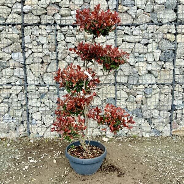 Photinia Nana (Little Red Robin) Pom Pom G423 - A7FD6E0B 5D42 4473 9BD7 120C6E59A7F8 1 105 c