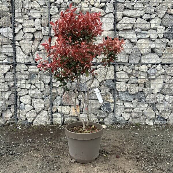 Photinia Nana (Little Red Robin) Pom Pom G352 - A81DBA44 7B16 4A86 B3F1 AE57C1D67817 1 105 c