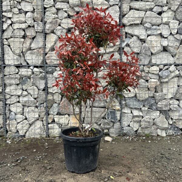 Photinia Nana (Little Red Robin) Pom Pom G359 - A862AC54 2A1F 472F 9B39 BAF3DED7A488 1 105 c