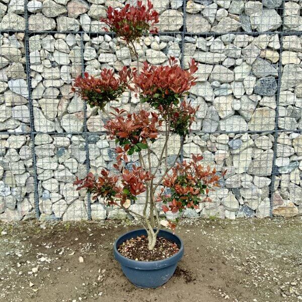 Photinia Nana (Little Red Robin) Pom Pom G424 - AD32487F 2AC3 4CCB AF0B 39D47E799259 1 105 c