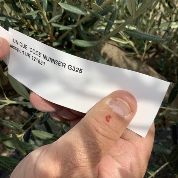 Gnarled Olive Tree Multi Stem Thick XL G325 - AF23DE71 E242 4754 B440 B8A4C531F6EC 1 105 c