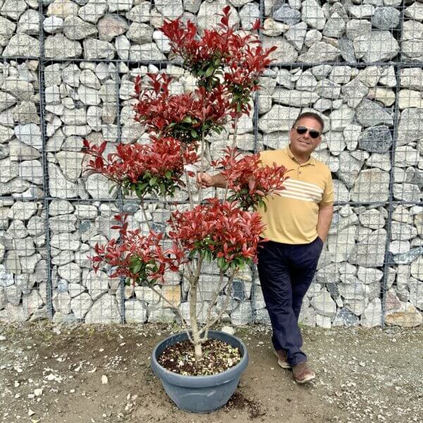 Photinia Nana (Little Red Robin) Pom Pom G425 - B01687D0 D526 4649 8AD6 09F4A4566787 1 105 c