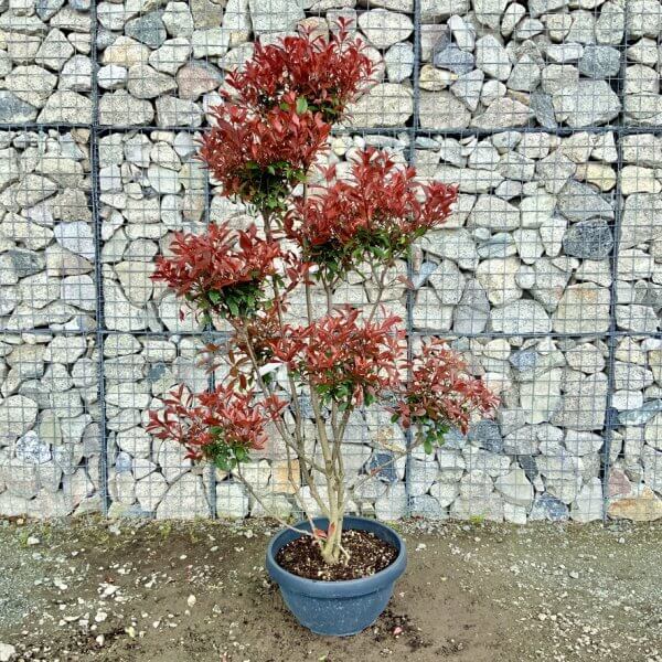 Photinia Nana (Little Red Robin) Pom Pom G444 - B114C231 8015 469C B761 0379F6C475A7 1 105 c