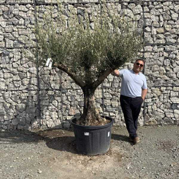 Gnarled Olive Tree Multi Stem Thick XL G312 - B1B62A4C 7812 4FEE 87C6 6DBDD9B37096 1 105 c