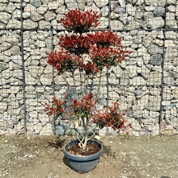 Photinia Nana (Little Red Robin) Pom Pom G386 - B513347C 6647 4925 BDEE A8583D07D700 scaled