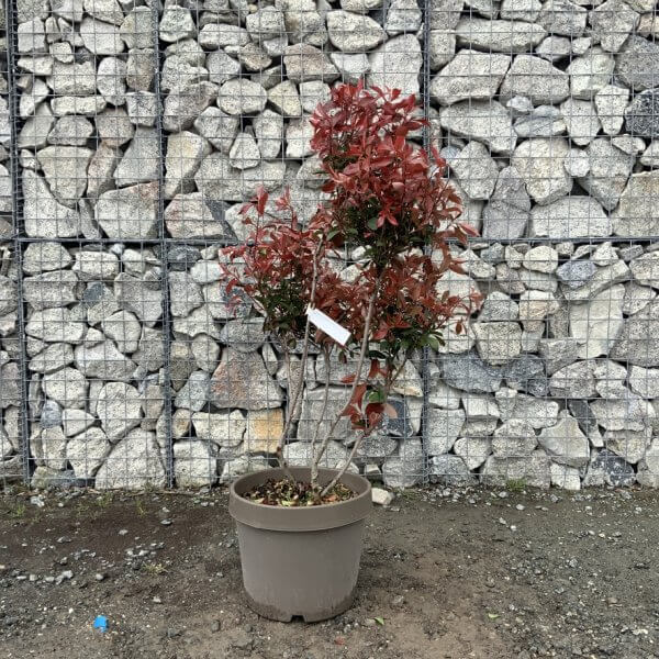 Photinia Nana (Little Red Robin) Pom Pom G345 - B58B12CB FA9D 419F AAC9 01F43F071C3E 1 105 c