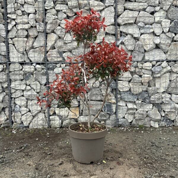 Photinia Nana (Little Red Robin) Pom Pom G357 - B6746269 171A 443A B4F5 364023F2A948 1 105 c