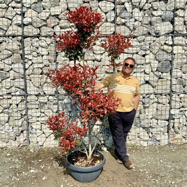 Photinia Nana (Little Red Robin) Pom Pom G397 - B6E9174A 6FBB 4EFD AF19 AD940ABEC2E0 scaled